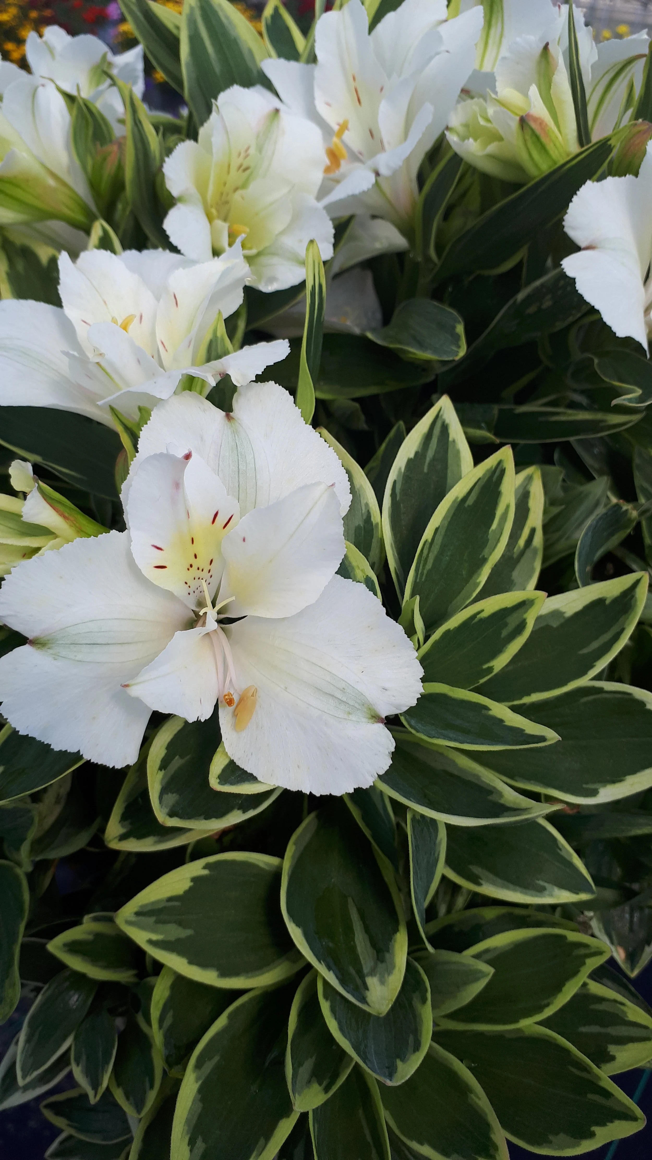 Alstroemeria x hybrida Colorita® Claressa — ThinkPlants